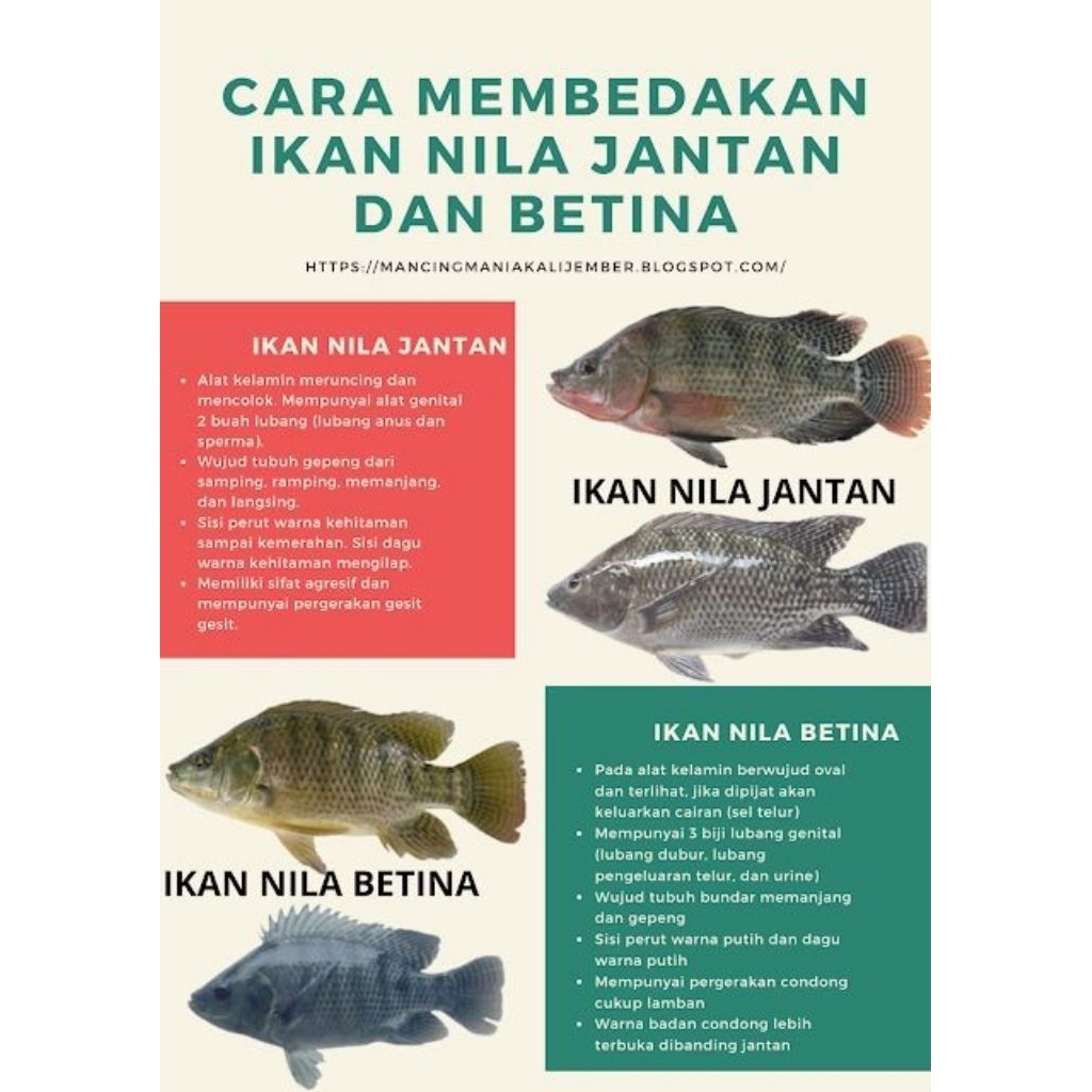 Larva Nila Sakti 400 ekor usia 10 hari