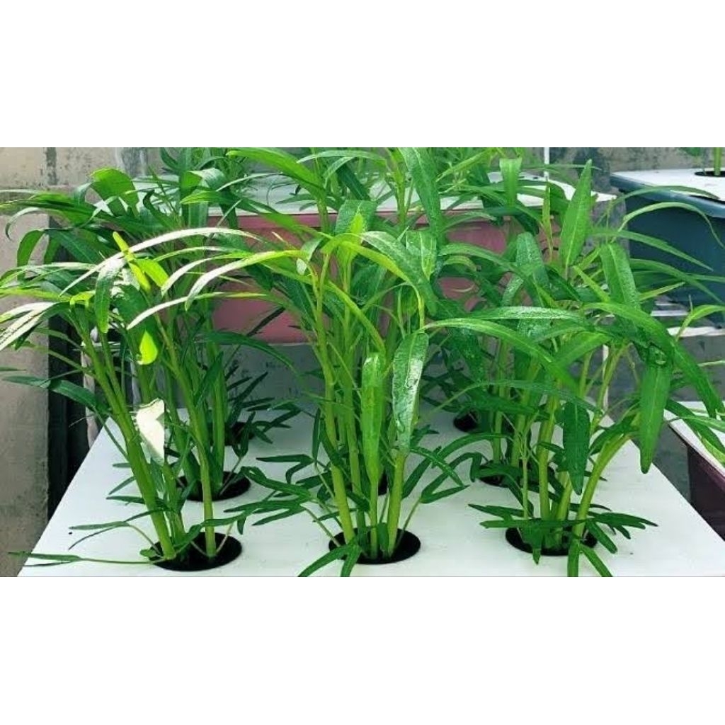 100 BIJI BIBIT BENIH KANGKUNG AKAR / KANGKUNG HIDROPONIK/ KANGKUNG JUMBO