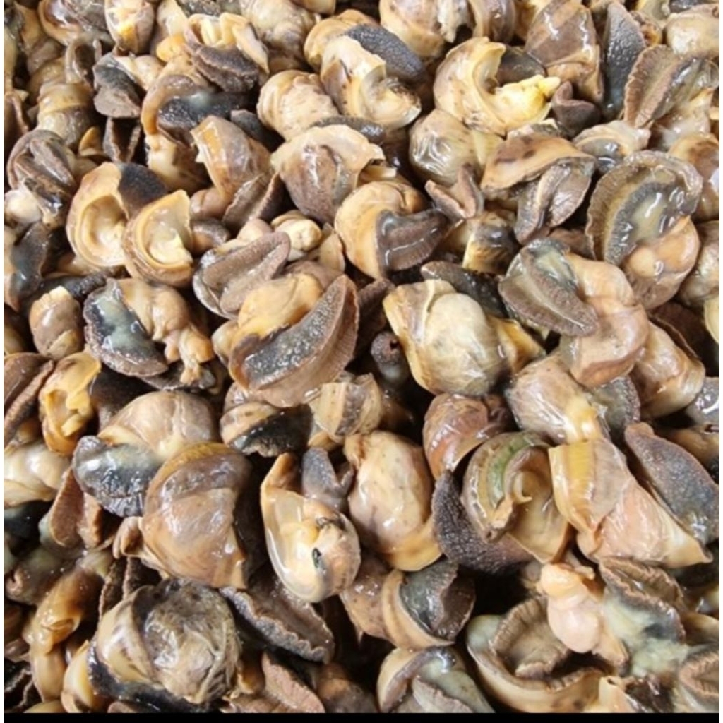

DAGING 02 (daging siput) SUDAH REBUS