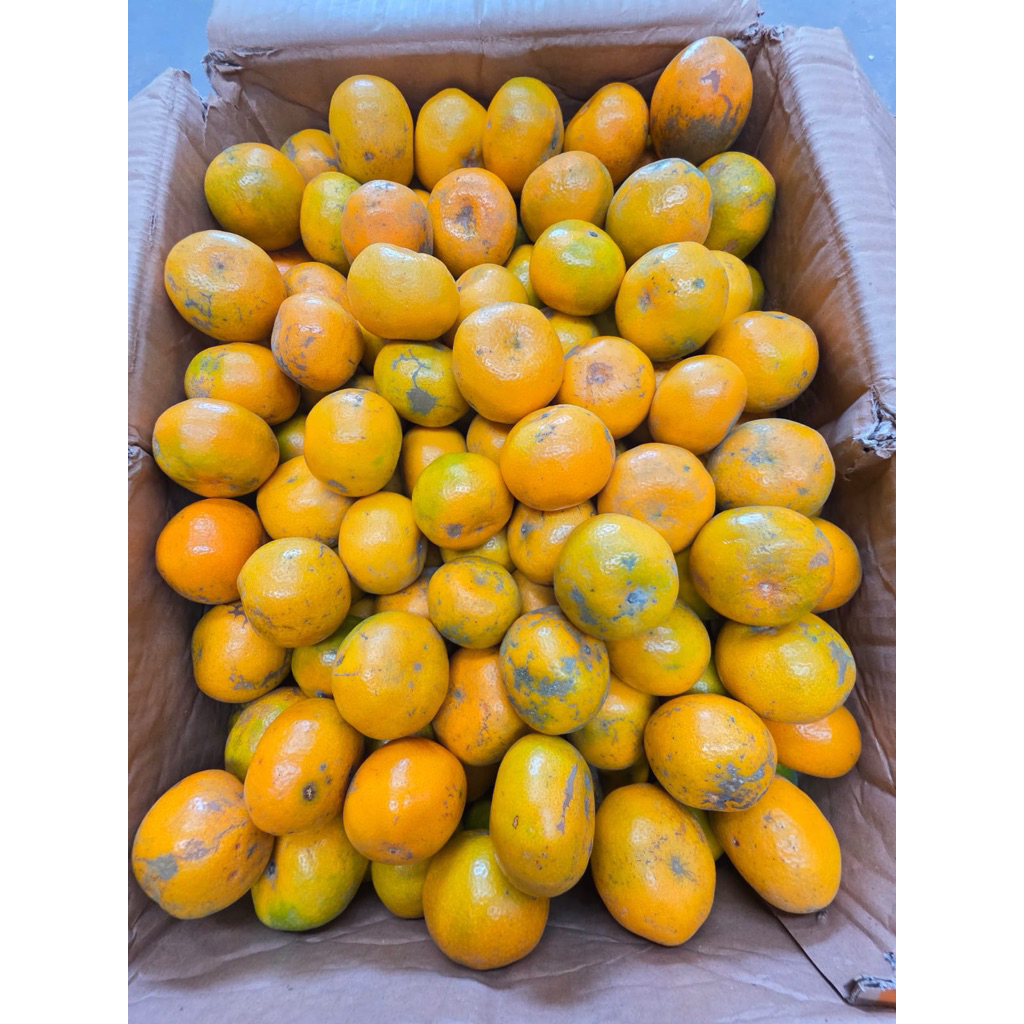 

TERMURAH JERUK MEDAN LOCAL