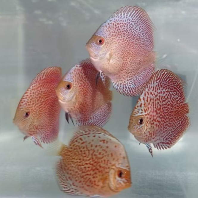 Discus Super king Viper 2,5 inchi / SKV discus kualitas terbaik