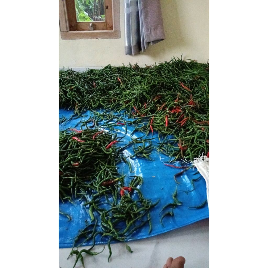 

CABAI IJO KRITING PEDAS DAN SEGAR 1KG PANEN DADAKAN