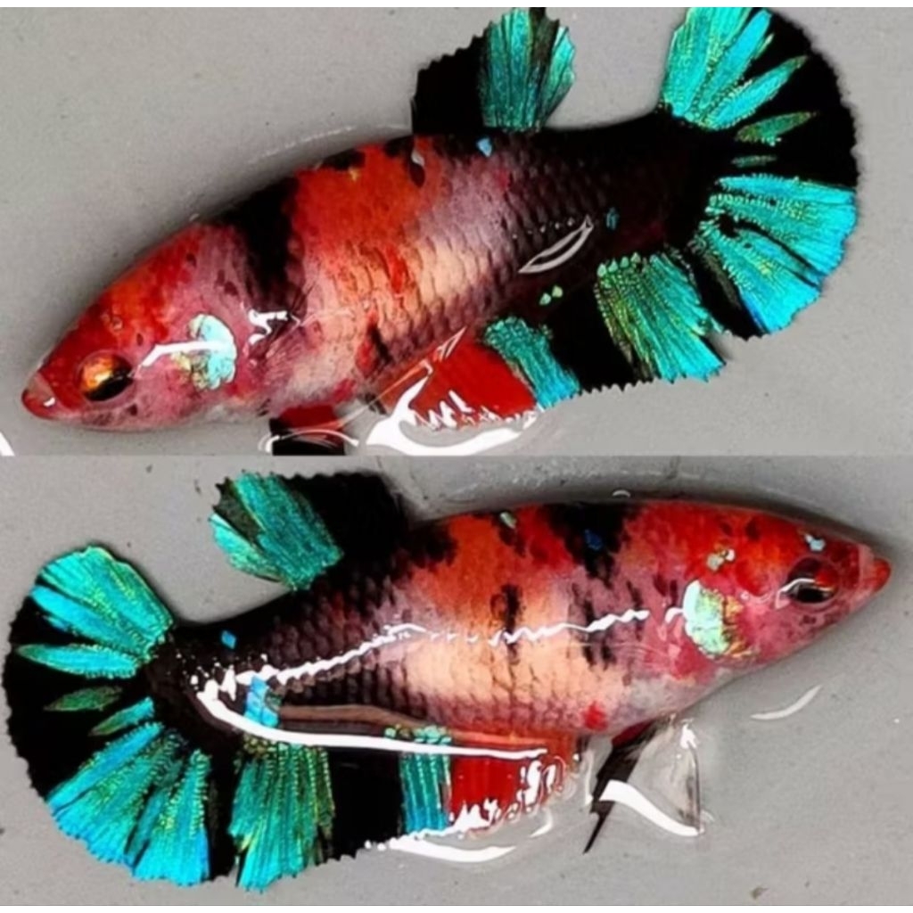 CUPANG BETINA MULTICOLOR FUL TELUR BEST SELLER