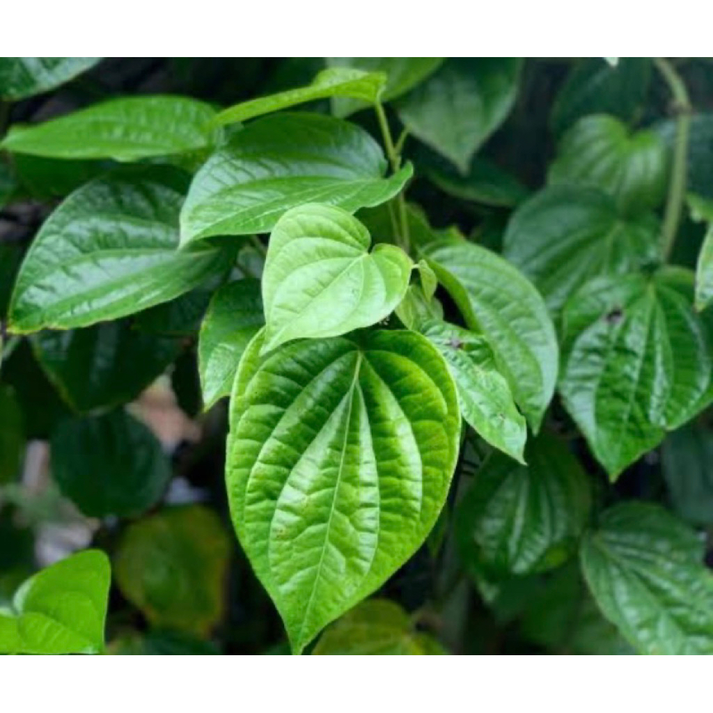 

Daun Sirih Segar Premium di petik langsung dadakan | daun sirih hijau rambat | daun sirih obat