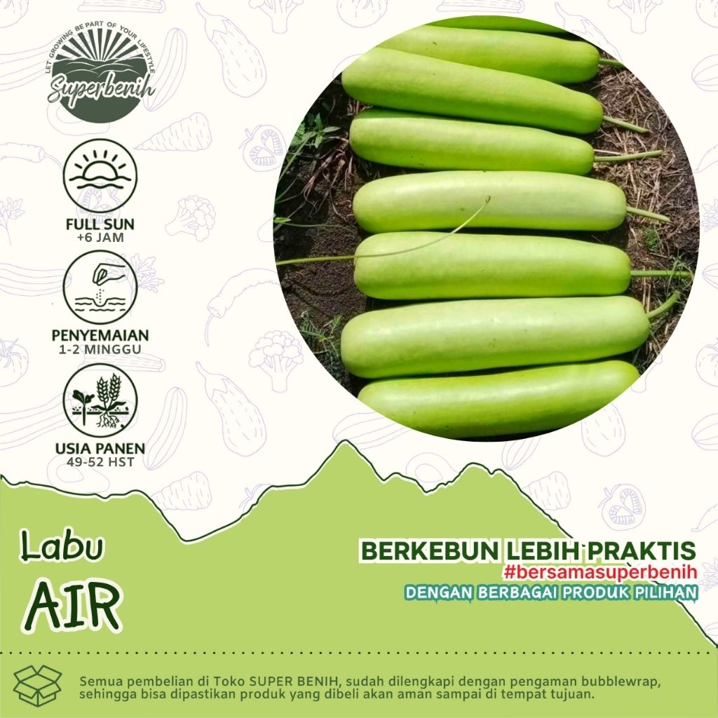 3 Biji - Benih LABU AIR, Labu blonceng panjang