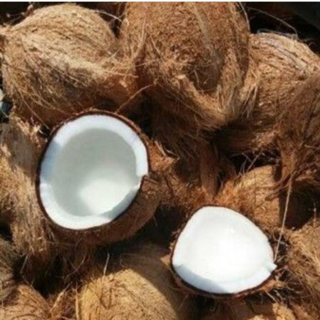 

Kelapa tua bahan santan/Kelapa tua utuh/Buah kelapa