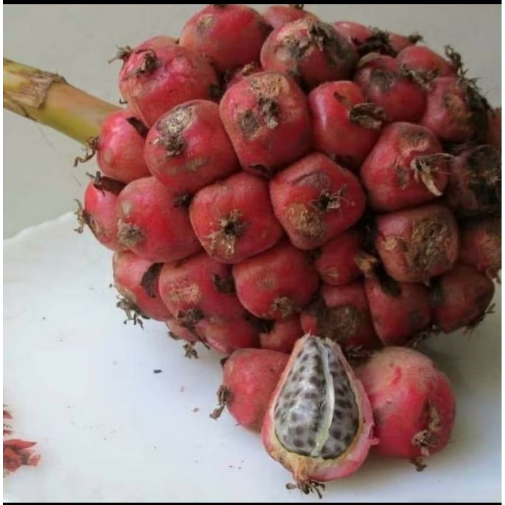 

buah kecombar merah, asam cekala, asam petikala fresh per 1 kg fres