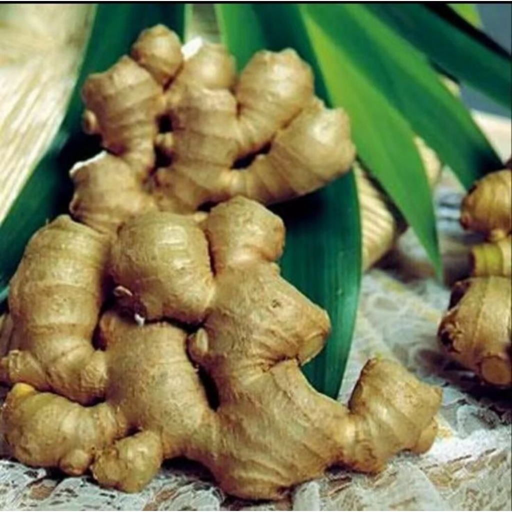 

super jahe emprit pedas sudah bersih per 1 kg