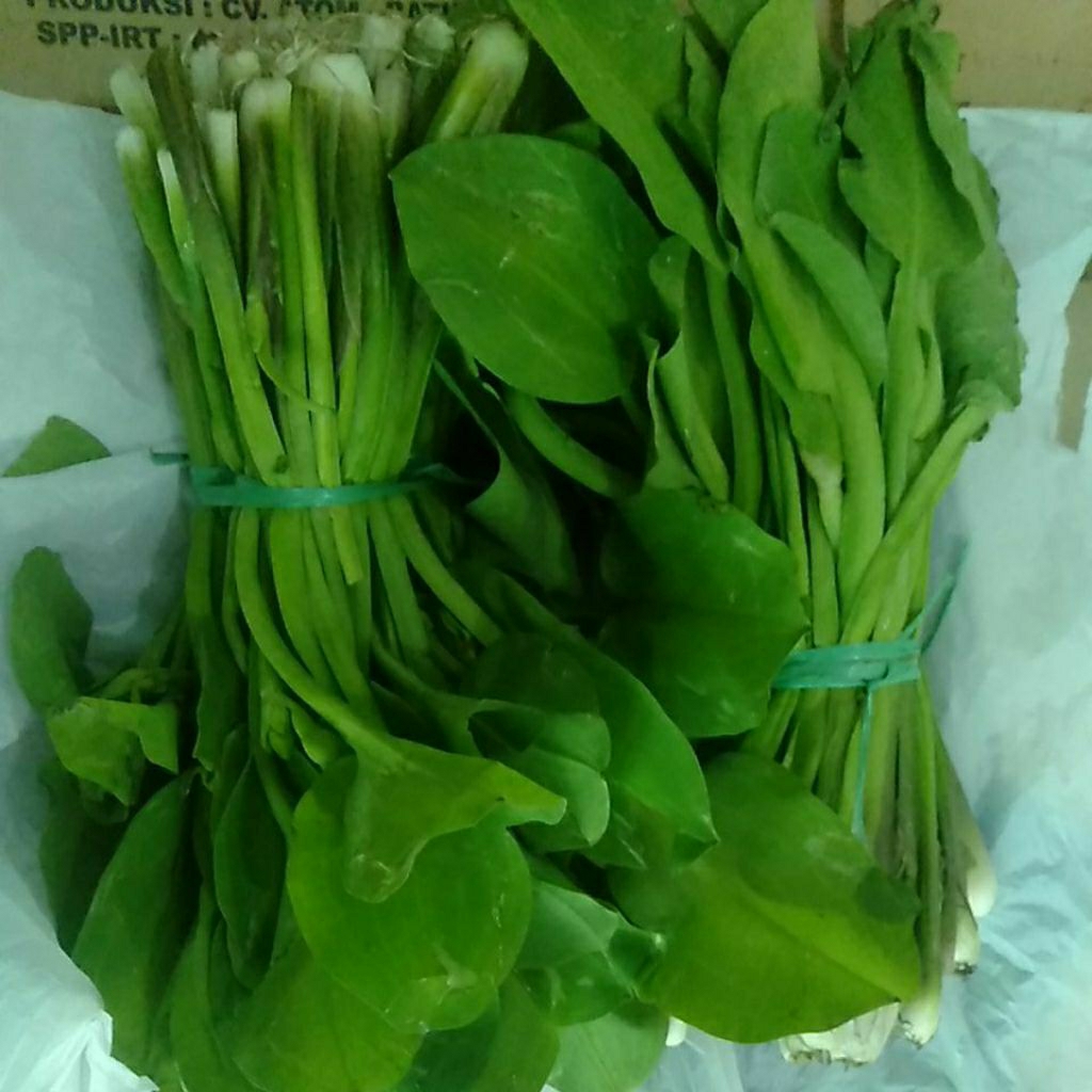 

SAYUR GENJER GEJER SEGAR perikat