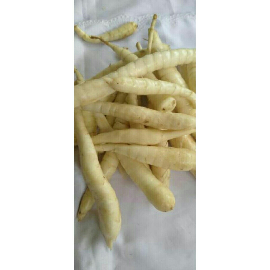 

ubi garut segar obat maag dan lambung