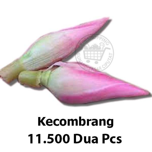 

Kecombrang / Honje / sambuang / kincung 2 pcs