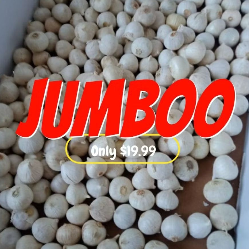 

bawang tunggal jumbo 10 kg