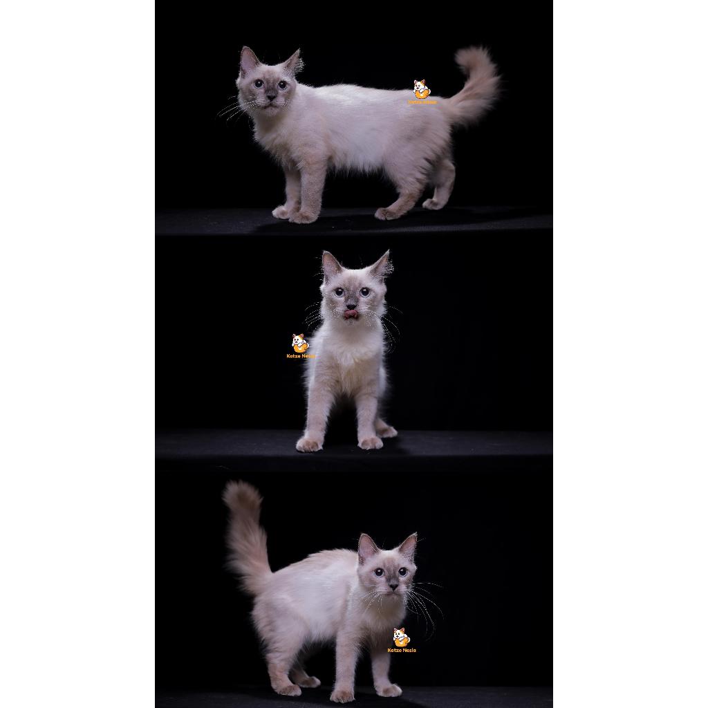 Miko – Kucing Himalaya 9 Bulan Jantan