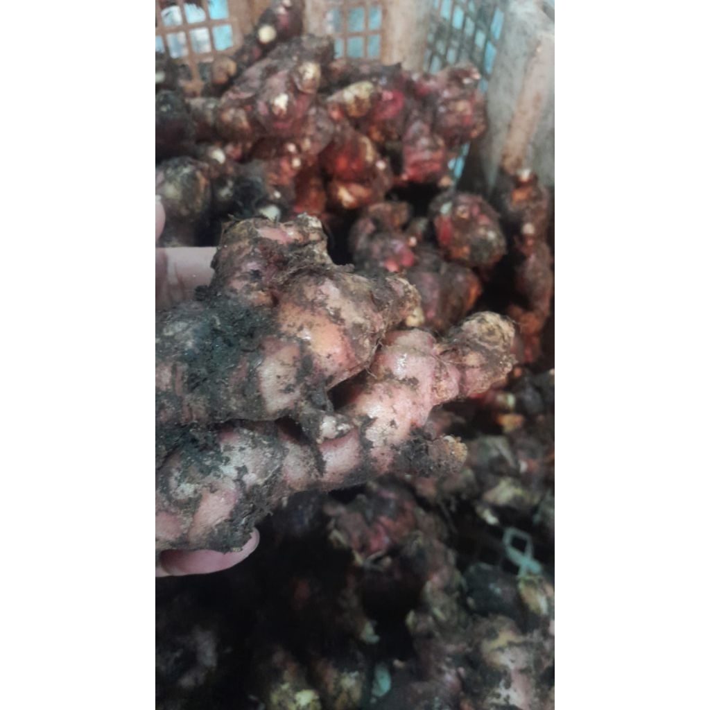 

JAHE MERAH SUPER / JAHE MERAH MEDAN