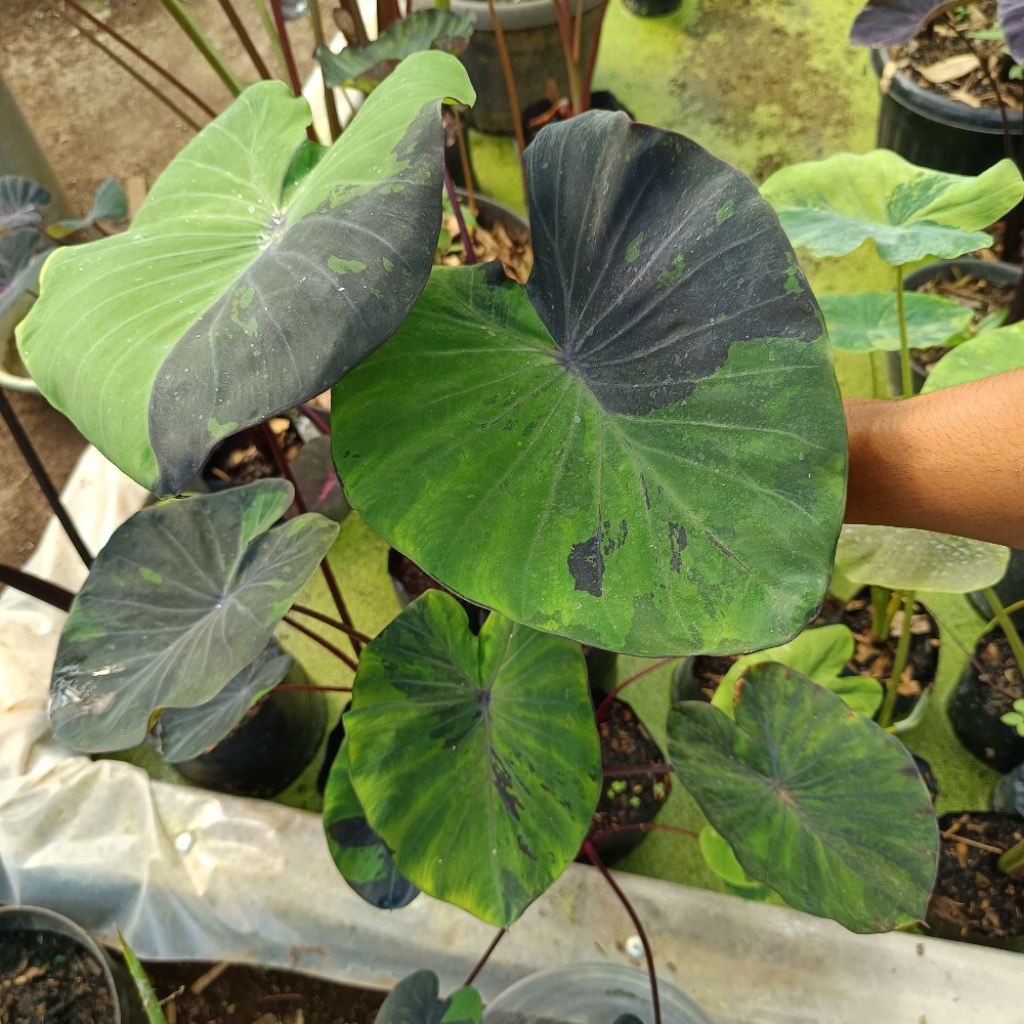 Colocasia Black Marble SBA original (size anakan)