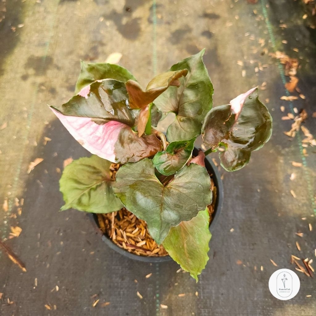 Syngonium Strawberry Ice - Nanemyuk