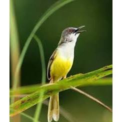 ciblek tebu/ciblek meong bahan rawatan