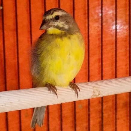 Burung Mozambik Afrika Betina Siapan Pilihan Mulus