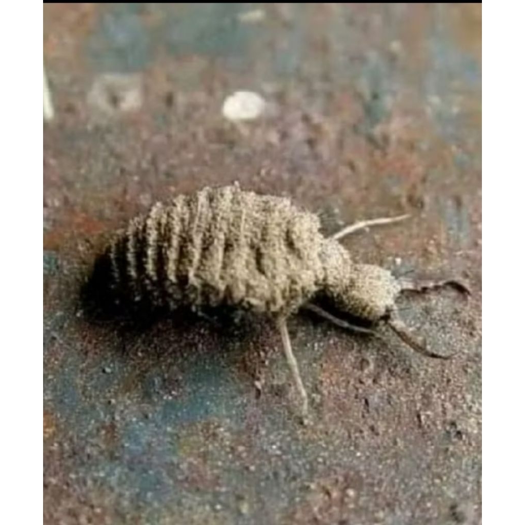 

Undur undur obat herbal