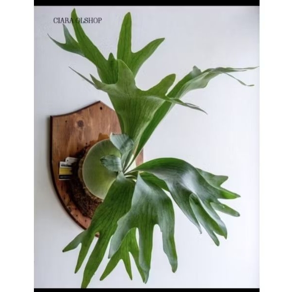 Bunga Kadaka Gantung tanduk rusa