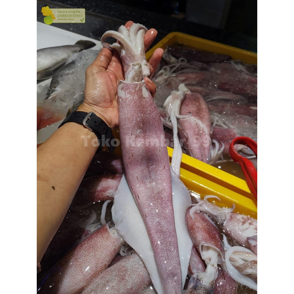 

Cumi Bangka Segar Cumi Bangka Cumi Jumbo Cumi Segar 1Kg