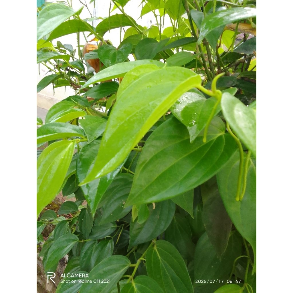 

Daun Sirih Segar Sirih Hijau Segar Asli