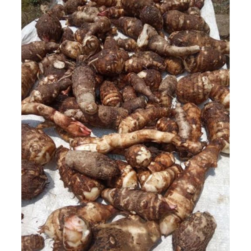 

500 gram Ubi Talas Ubi keladi Pacco