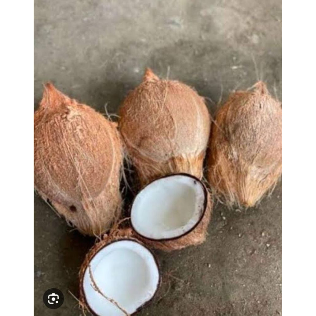 

Kelapa Tua Krambil Ukuran Sedang Santan Asli Murah