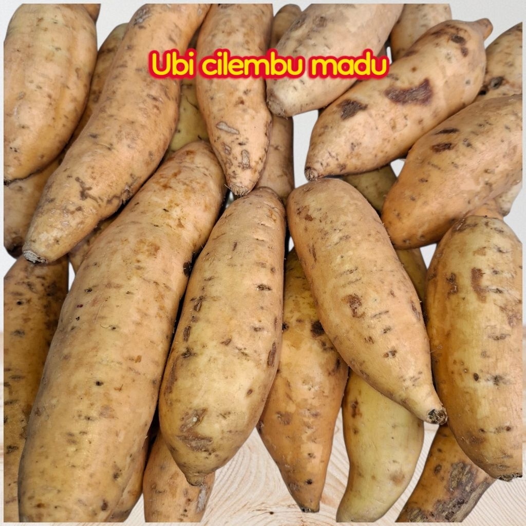 

Ubi Cilembu Madu 1 kg isi 3-5