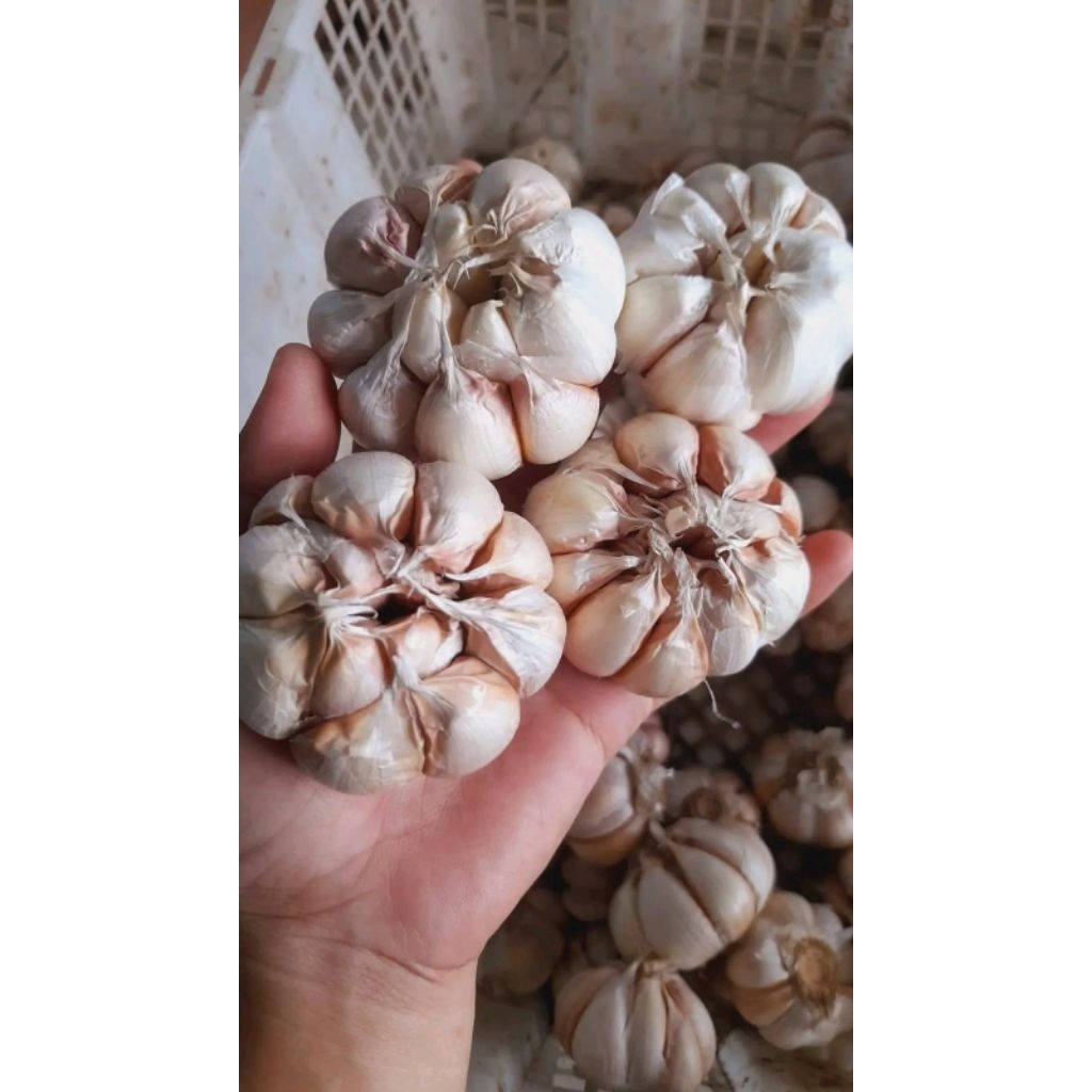 

Bawang Putih SINCO 1000g/ 1kg Murah