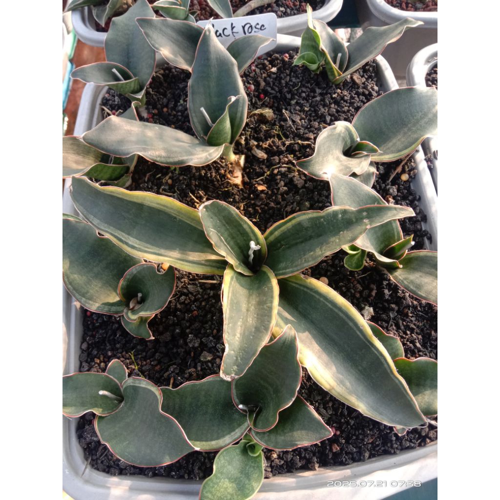 sansevieria black rose variegata / lidah mertua black rose variegata