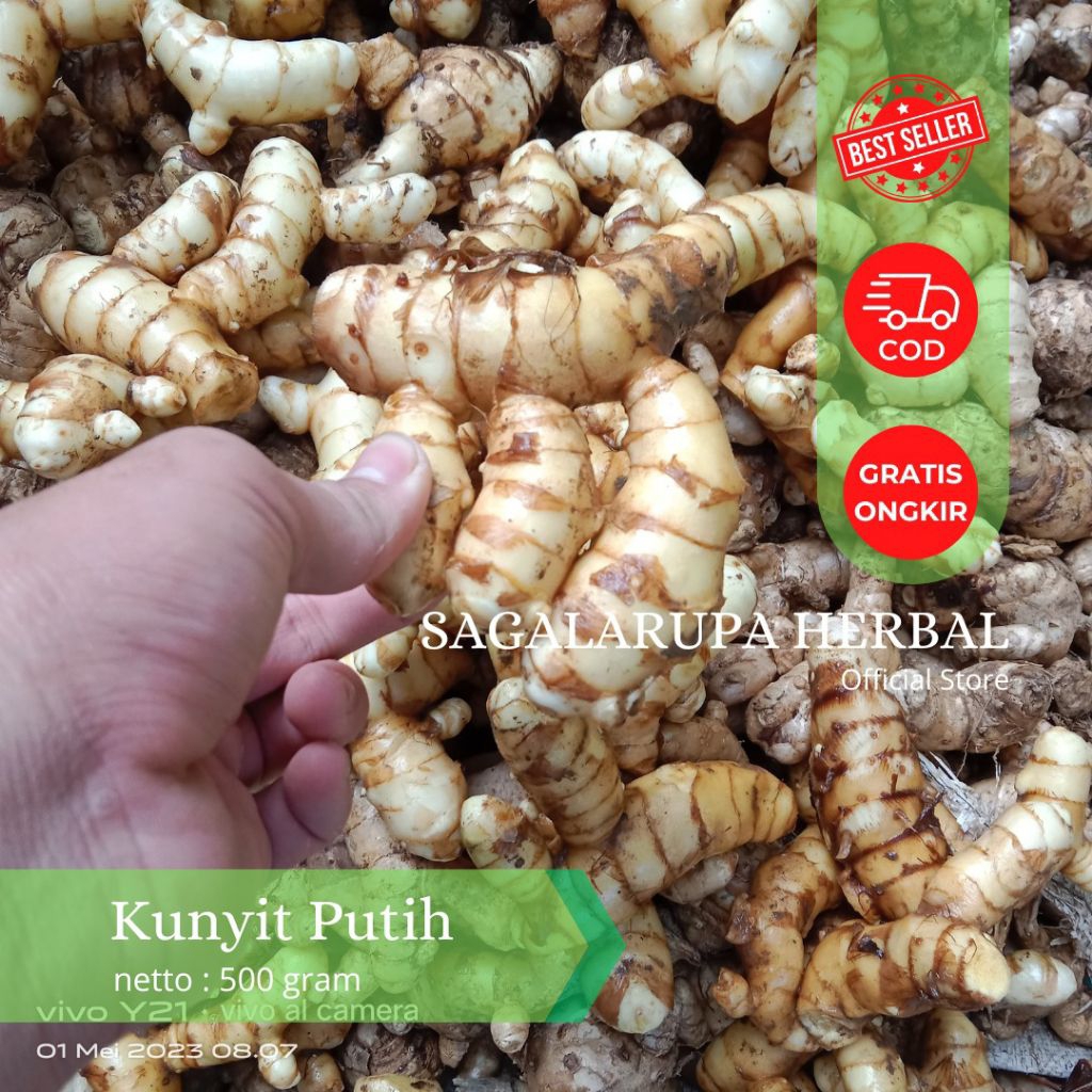 

Kunyit Putih Segar Netto 1/2kg Jamu-Jamuan Tradisional