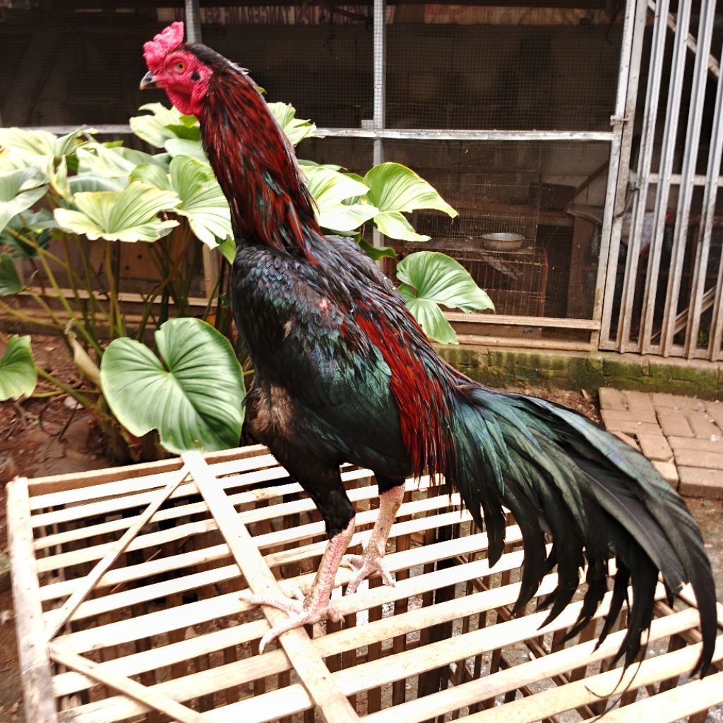 

ayam kampung asli liar potong fresh