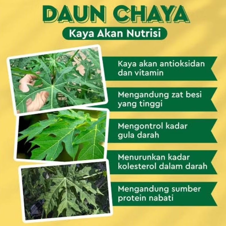 

Daun Chaya | Gadi | pepaya jepang fresh