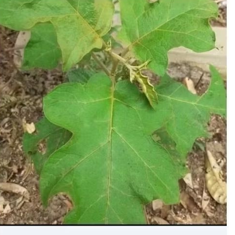 

Daun takokak segar 250 gram