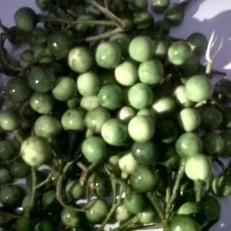 

Buah takokak obat herbal