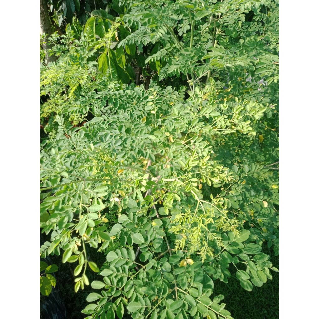 

daun kelor segar baru petik obat herbal berat isi 200 gram