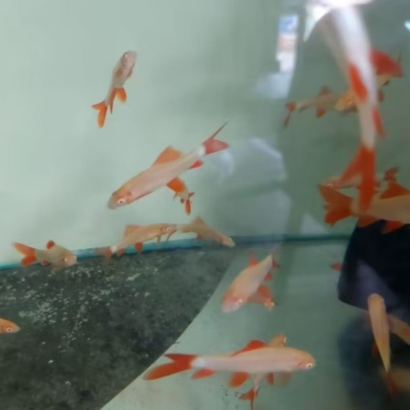 IKAN HIAS RED FIN REDFIN ALBINO RAINBOW SHARK SIZE +-4 CM [ISI 8 EKOR]