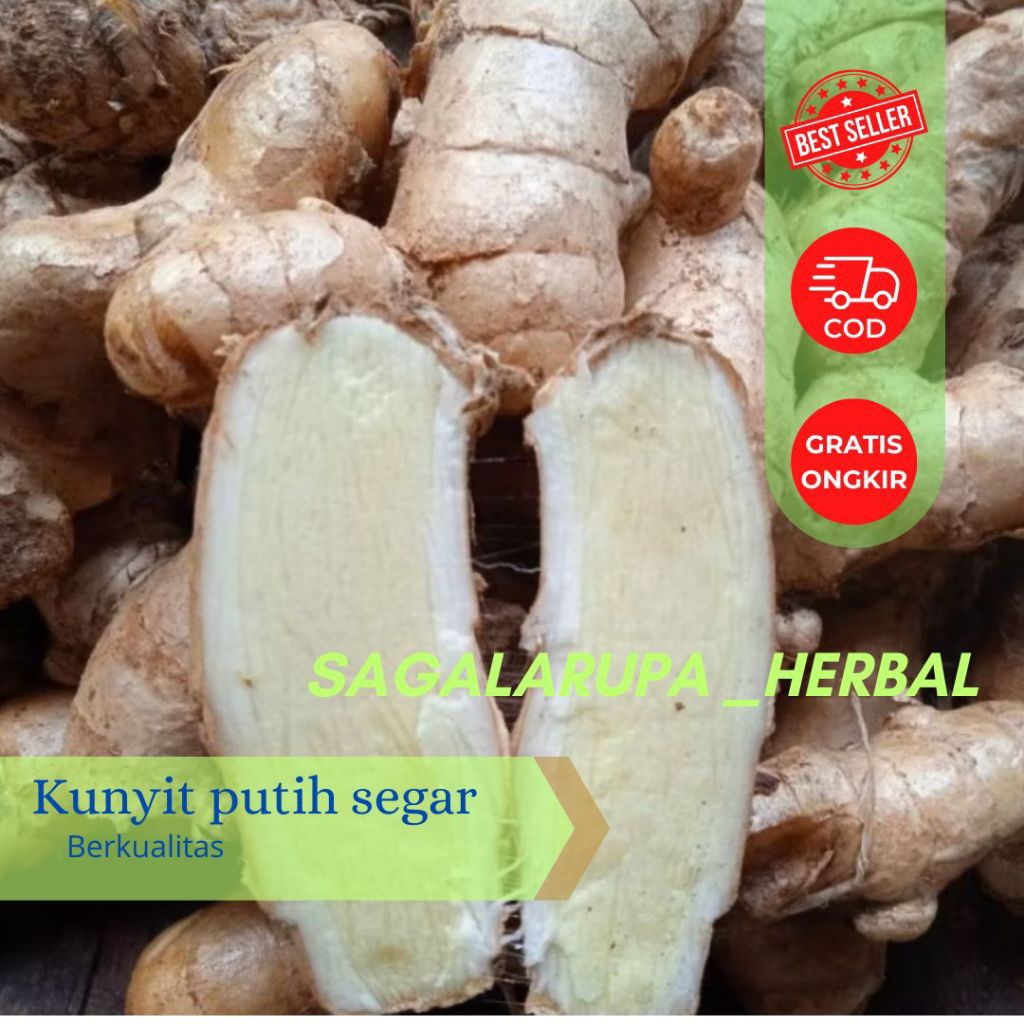 

Kunyit Putih Atau Temu Putih Segar Asli (BERSIH DARI TANAH)