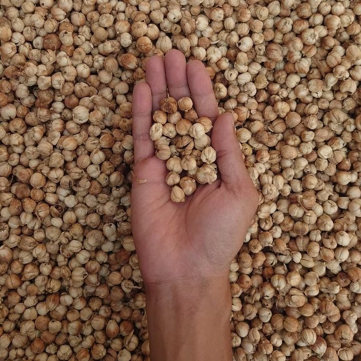 

Kapulaga Reject (sisa sortir) murah