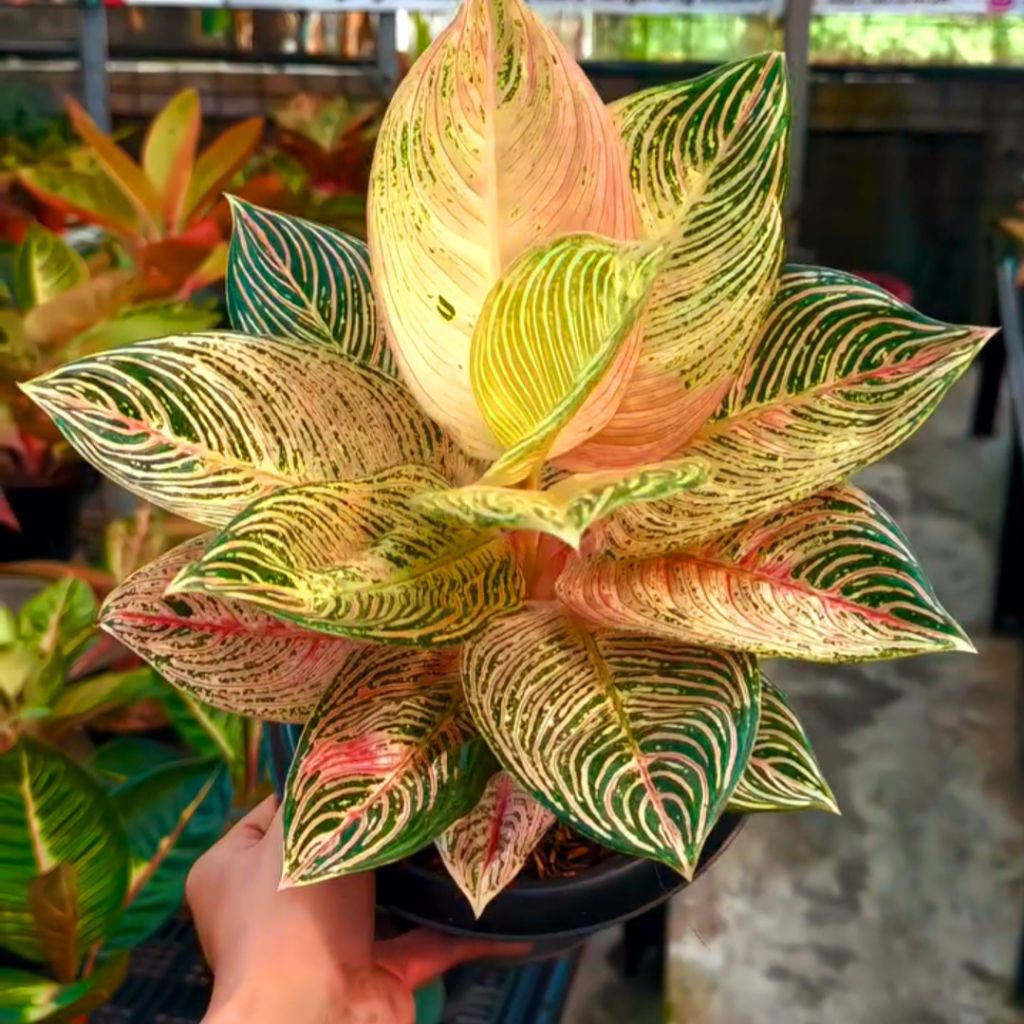 Aglonema Golden Hope Tanaman Hias Bunga Aglaonema Murah Merah BUKAN bonggol bibit - tanaman hias hid