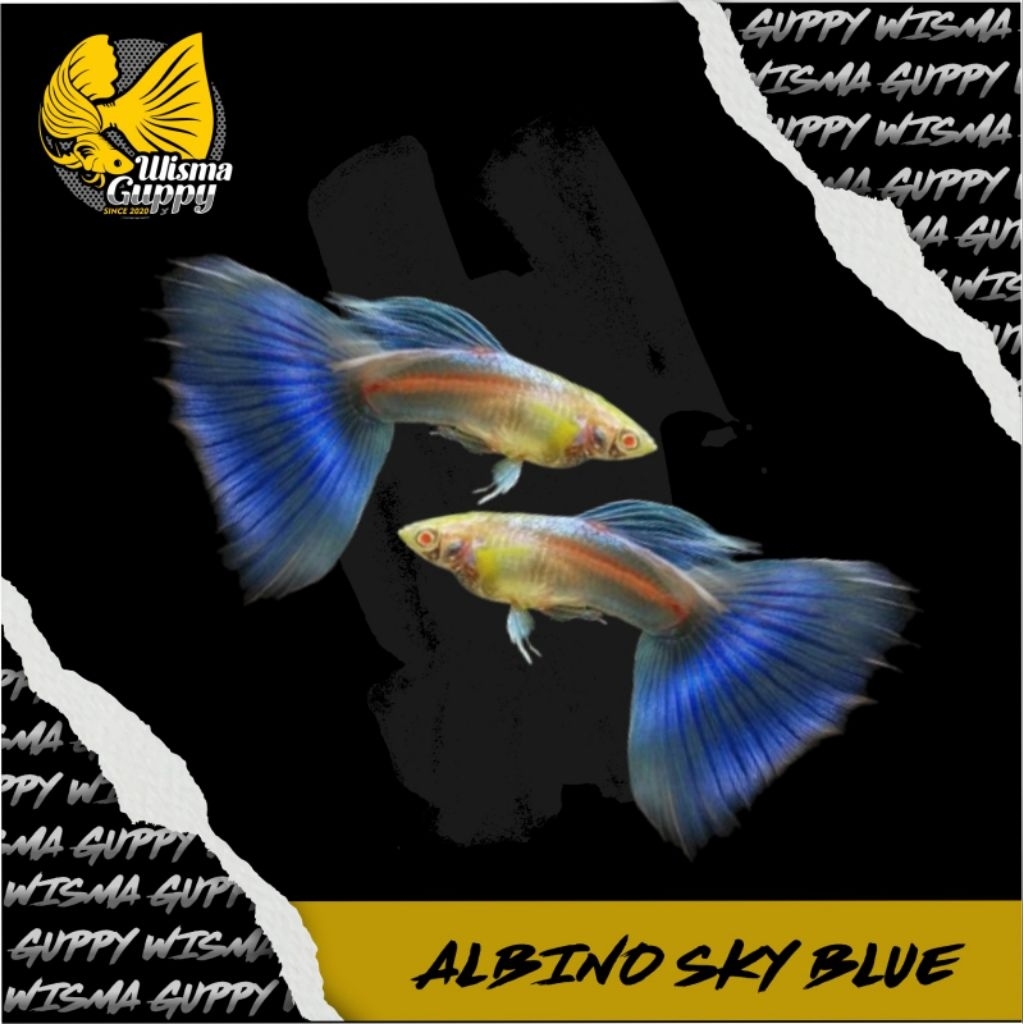 HIASAN AQUARIUM GUPPY ALBINO SKY BLUE