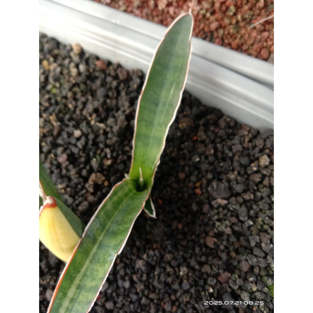 sansevieria personi blue variegata / lidah mertua personi blue var