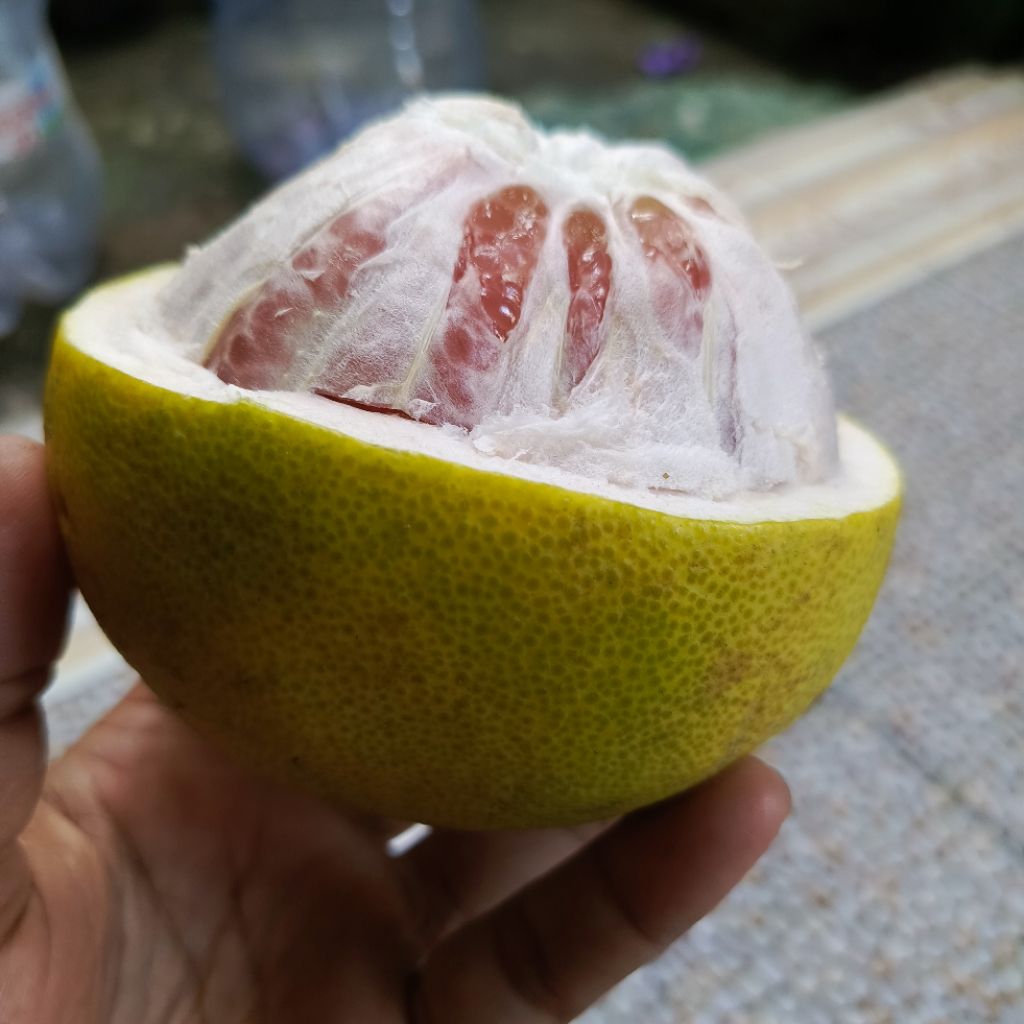 

(Bijian +- 500Gram Up) Jeruk Bali Merah Manis Besar Dipetik Dadakan Hasil Pohon Sendiri