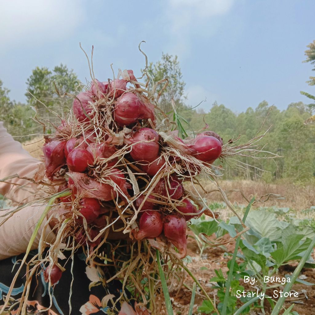 

Bawang merah wangi & lezat asli garut (500gr)