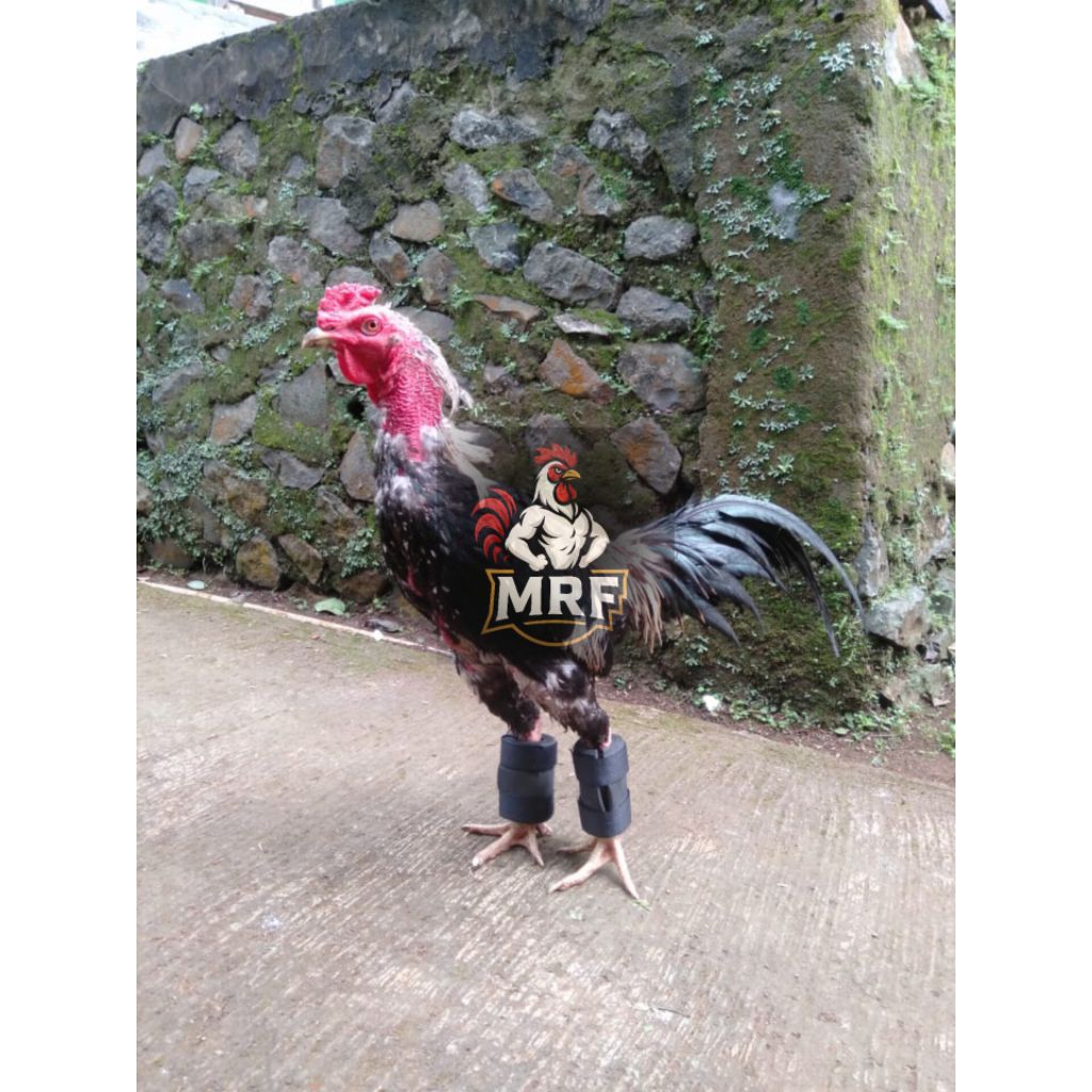 BARBEL AYAM BANGKOK 500 GRAM FULL WARNA HITAM