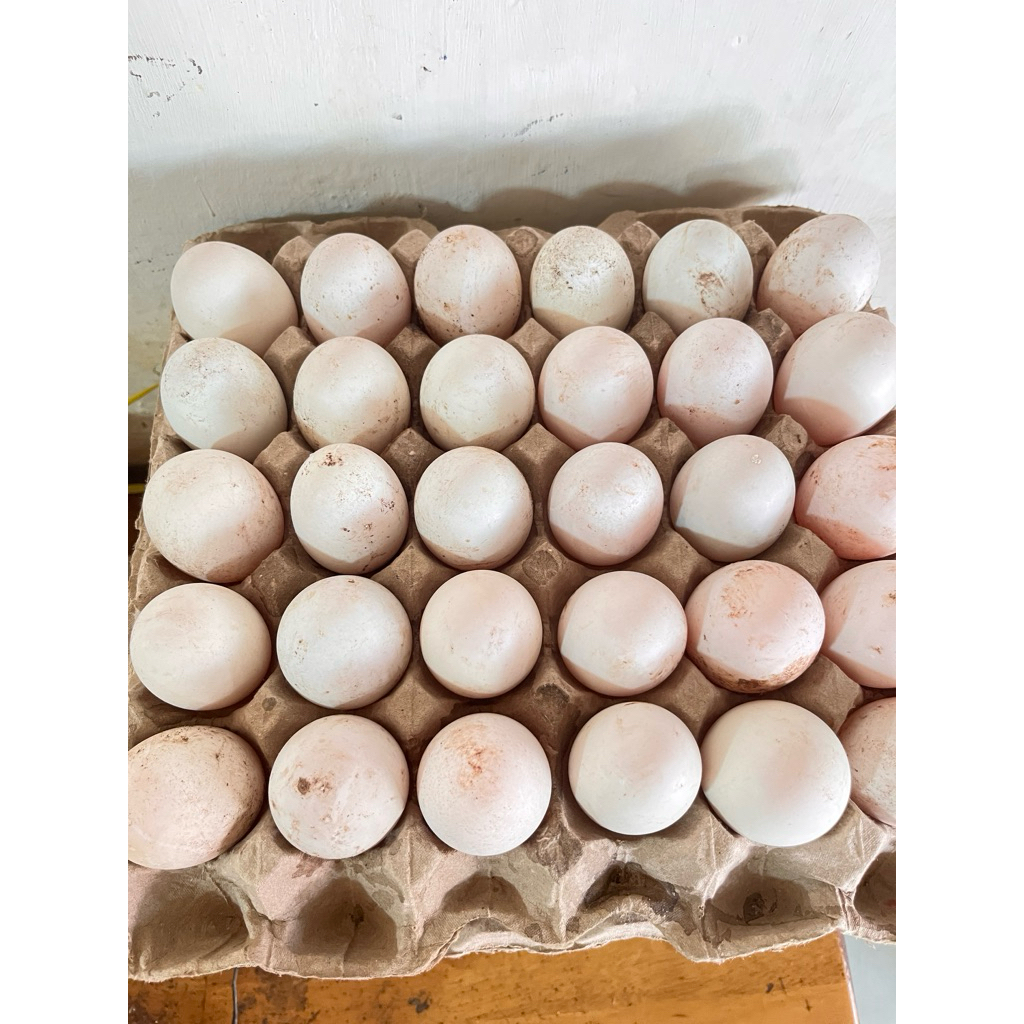 

Telur bebek ( perbutir )