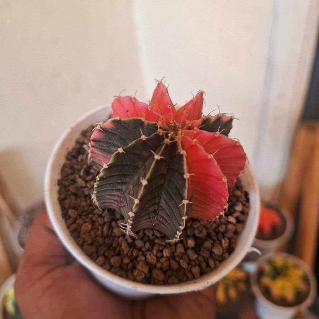 kaktus miha variegata