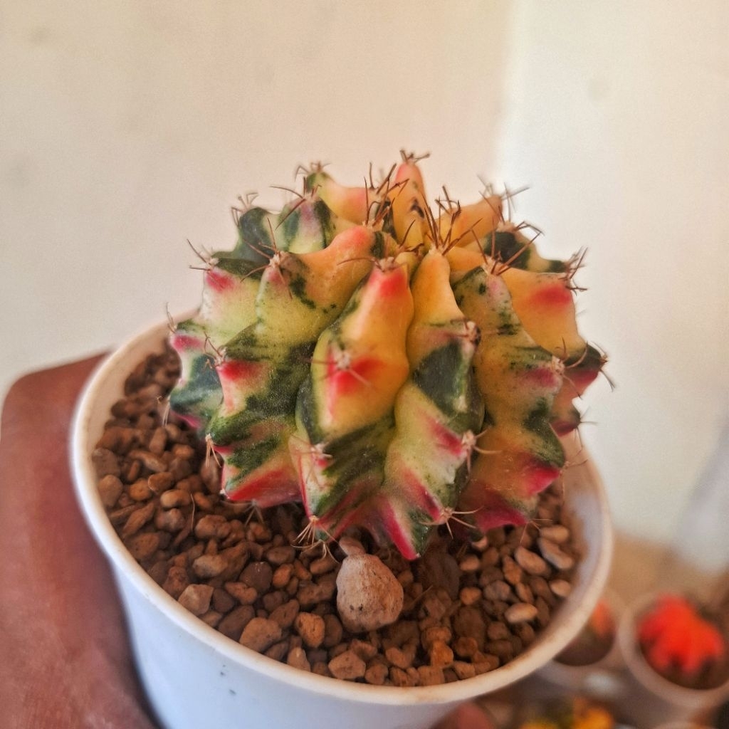 kaktus lb miha varigata