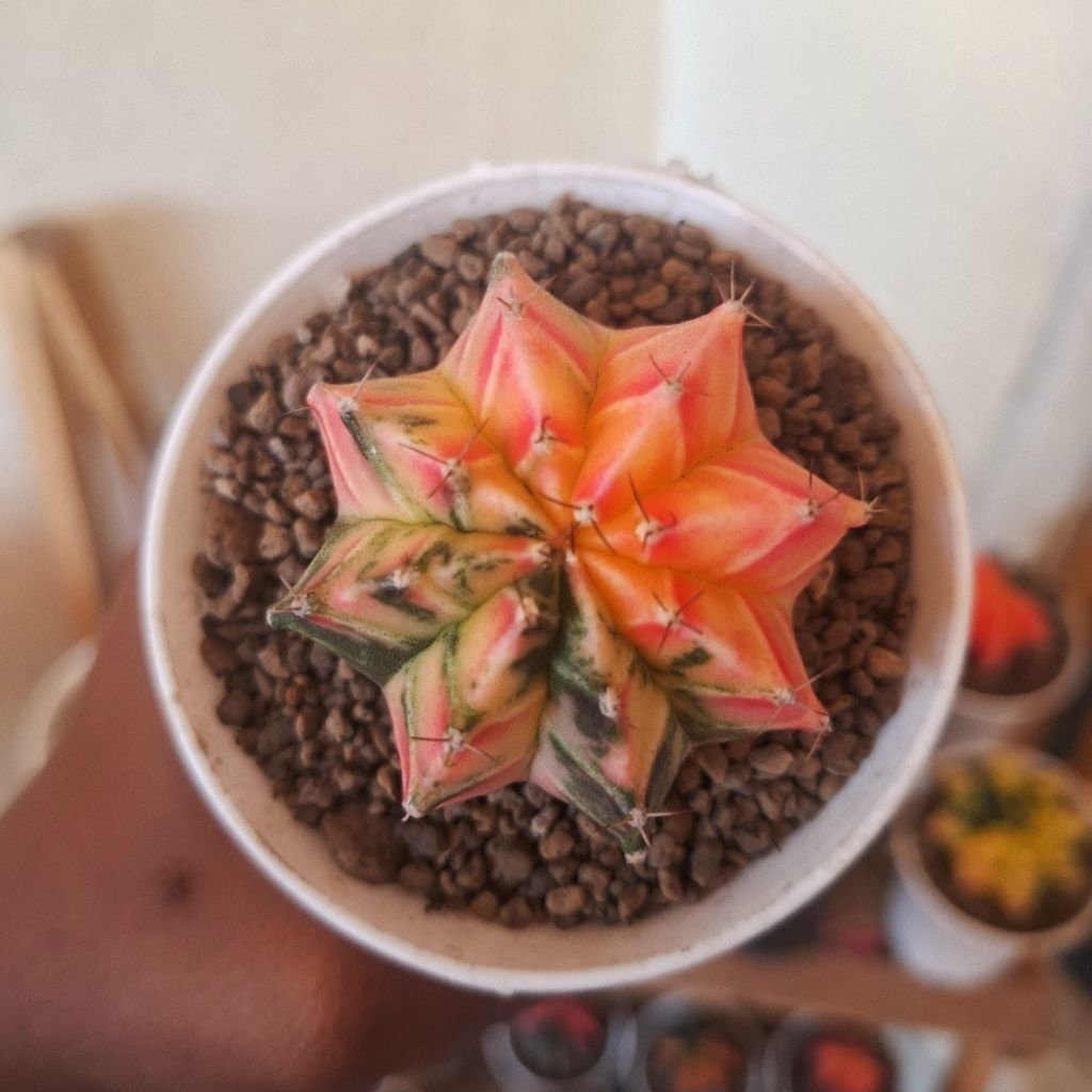 kaktus miha varigata